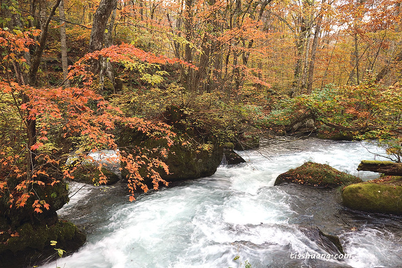 日本紅葉最前線！日本賞楓2025必備指南：追楓時間、名所、交通住宿一次搞定